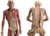 CD anatomia